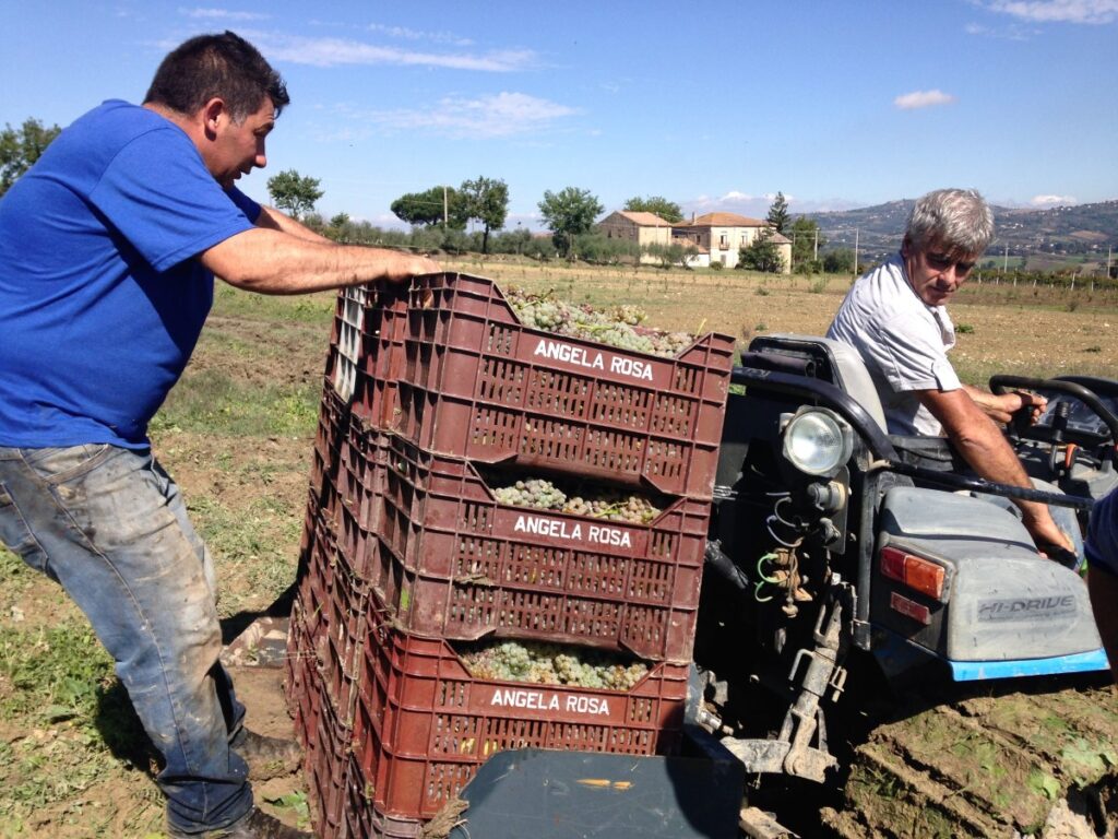 Vini Cantine Santa Fosca