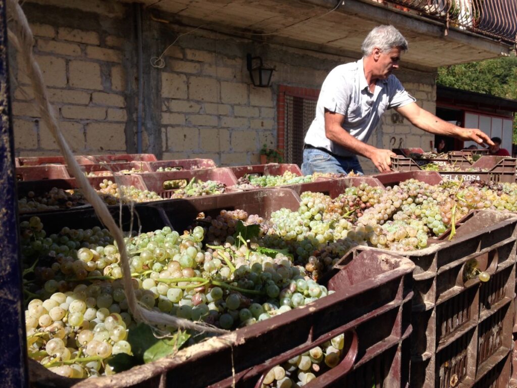 Vini Cantine Santa Fosca