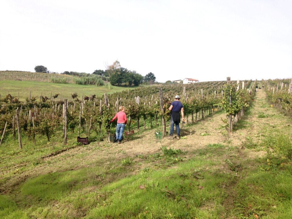 Vini Cantine Santa Fosca