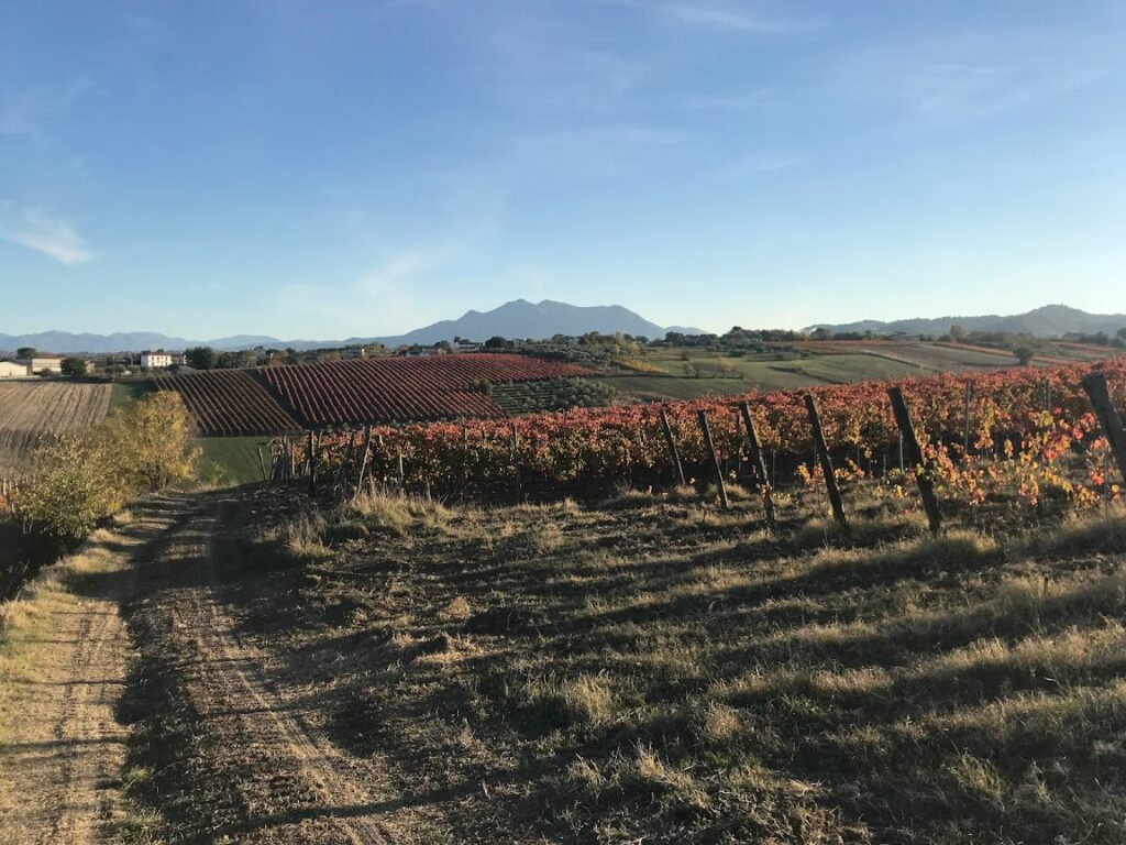 Vini Cantine Santa Fosca